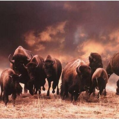 Profile Picture of Michael Buffalo (@MichaelBuffalo) on Twitter