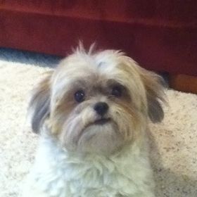 Profile Picture of Jake Silverman (@jrsneedle) on Pinterest