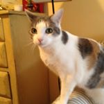 Profile Picture of Joyce Stavert (@lovecatnapa) on Instagram