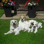 Profile Picture of jack russell cross Lhasa Apso (@cross_breed_brothers) on Instagram