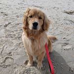 Profile Photo of Walter (@imwalterthegolden) on Instagram