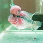 Profile Picture of PET SHOP (DOGS AND FISHES) (@eddykennels) on Instagram