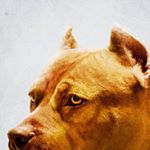 Profile Picture of Bob Ingram (@monkeyonfleek20) on Instagram