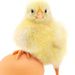 Profile Picture of Preston Hopper (@hopper3341) on Pinterest