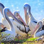 Profile Picture of Rick Dawson (@wildlifephotographyrickd) on Instagram