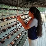 Profile Picture of Dinusha Perera (@dinusha.perera.3910) on Instagram