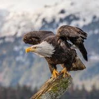 Profile Picture of Brad Whitman  🇺🇸 (@BradWhitman6) on Twitter