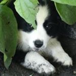 Profile Picture of Paula Duffy Crossley (@crackerhill1950) on Instagram