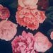 Profile Picture of Rose Clausen (@clausen3348) on Pinterest