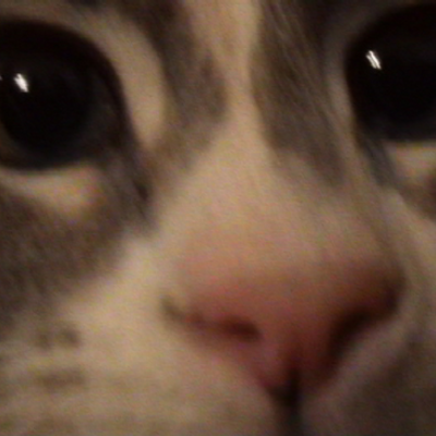 Profile Picture of Michael Tiernan (@Her_Kitty_Daddy) on Twitter