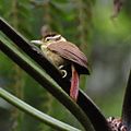 Profile Picture of White-collared foliage-gleaneron Wikipedia