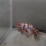 Profile Picture of Andrew McClean (@andrew.mcclean.885571) on Facebook