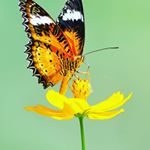 Profile Picture of hsiling (@hsiling12) on Instagram