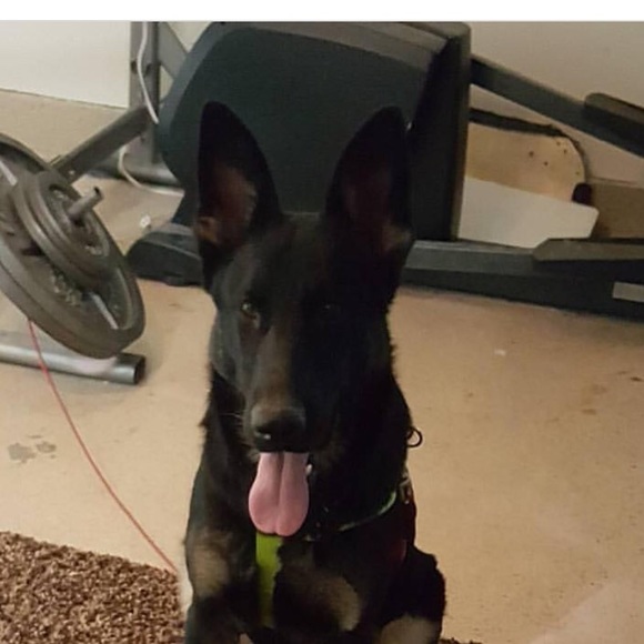 Profile Picture of Daniel Bella (@djbuck23) on Poshmark