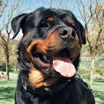 Profile Picture of Richard & friends 🥇🦴🐶 (@richard_kingdog) on Instagram