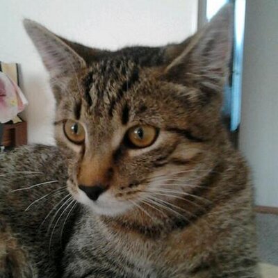 Profile Picture of Lucas Otten (@lucasotten11) on Twitter