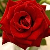 Profile Picture of Rosi Fuchs (@@rosifuchs0) on Tiktok