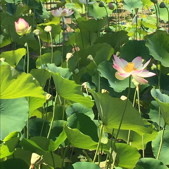 Profile Picture of S Kim (@missskim) on Poshmark