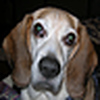 Profile Picture of Paul Goodrich (@MB Beagle) on Flickr