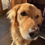 Profile Picture of Henry Norman (@lamb_lion_dog) on Instagram