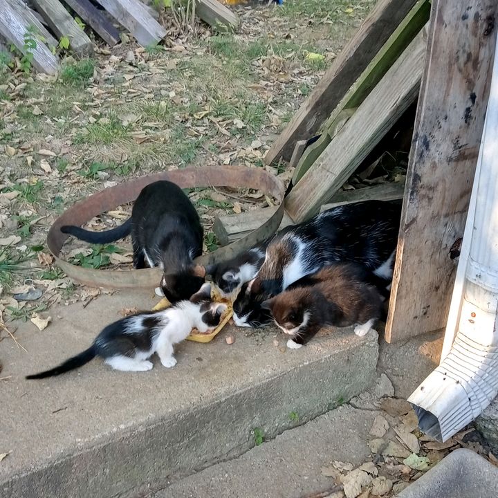 Profile Picture of M Rose Wheeler (@mrosewheeler) on Tiktok