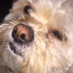 Profile Picture of Andy/ Drew/ Drewbie/ Drewb (@handyfuckingandy) on Instagram