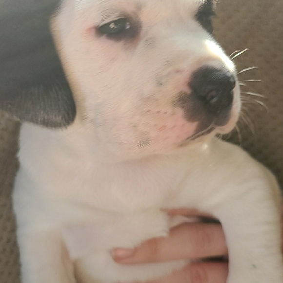 Profile Picture of Josh Birchler (@midwest1423) on Poshmark