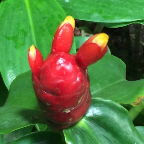 Profile Picture of Eli Verschleisser (@b00b00ski) on Poshmark