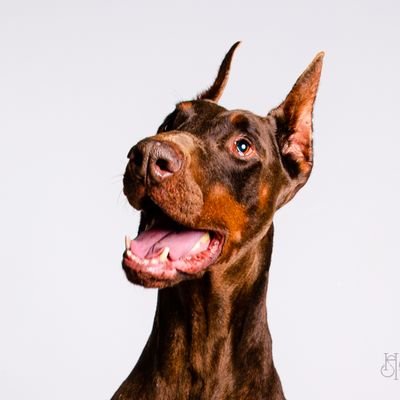 Profile Picture of Loki Hahm-Jones (@Lokidobiguard) on Twitter