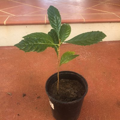 Profile Picture of Leon Harry (@leonharry1) on Twitter