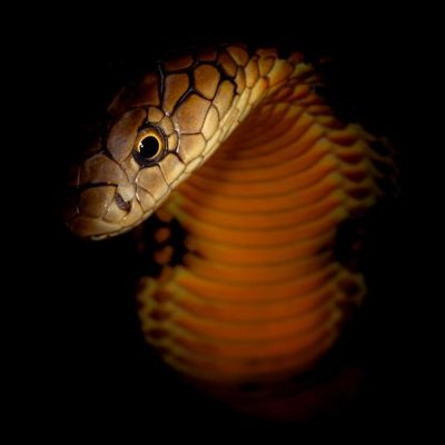 Profile Picture of Dan Vik (@DanVik88792980) on Twitter