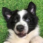 Iglu The Border Collie - Instagram Profile Picture of Iglu The Border Collie (@iglutheborder) on Instagram