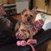Profile Picture of Christina Iacono (@chrissi04) on Pinterest