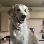 Profile Picture of Kari (@goldenretriever_kari) on Instagram