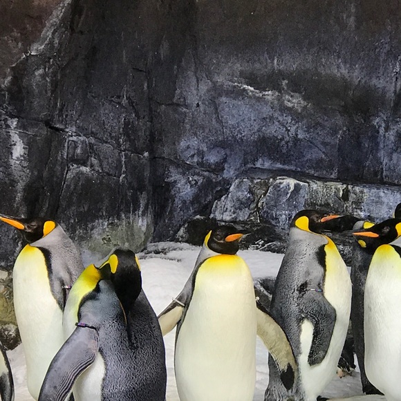 Profile Picture of Guillermo Fabian (@gf2023) on Poshmark