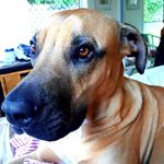 Profile Picture of Bosco John Wickert (@boscojohnw) on Instagram