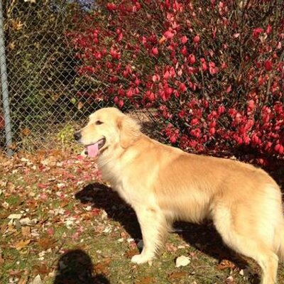 Profile Picture of Tom Collard (@TomCollardJr) on Twitter