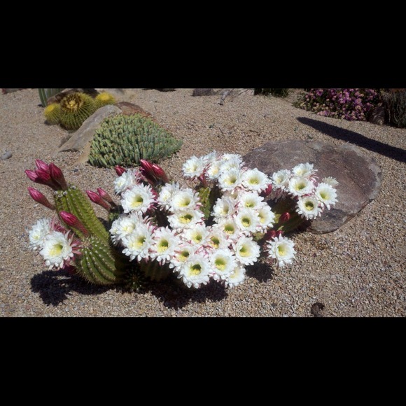 Profile Picture of Connie Fibus (@ladyfrog) on Poshmark