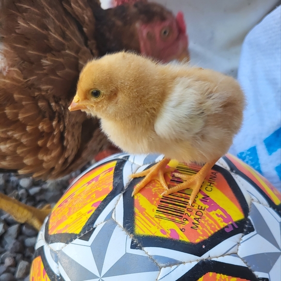 Profile Picture of Rohat Dayakli (@ilvb) on Poshmark