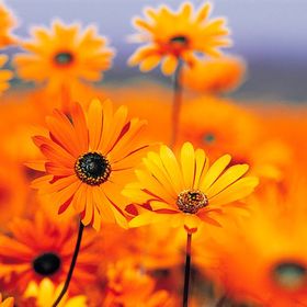 Profile Picture of Amberly King (@aking2558) on Pinterest