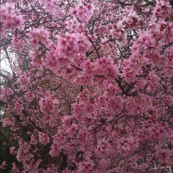 Profile Picture of Sonja Gonzalez (@sonjamaria1) on Poshmark