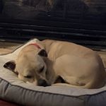 Profile Picture of Daniel Robert Kime (@1dogsandfortnite1) on Instagram