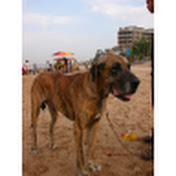 Profile Picture of Mayur Shetty (@mahyur) on Youtube