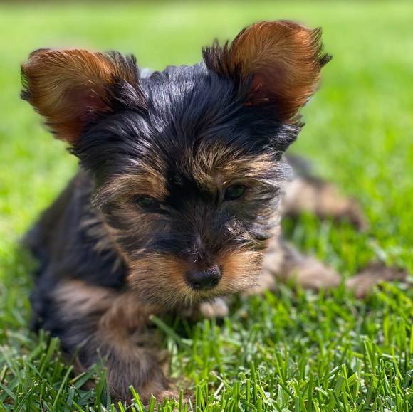 Profile Picture of Tania Tkachuk (@tania_tkachuk) on Poshmark