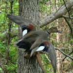 Profile Picture of Jacob Shipman (@shipmanstaxidermy2019) on Instagram