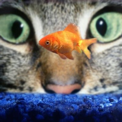 Mike Caron - Twitter Profile Picture of Mike Caron (@mikecaron69) on Twitter