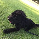 Profile Picture of Piper Allen (@piper._.pig) on Instagram