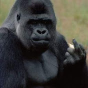 Profile Picture of Marc Sands (@marcsands7973) on Youtube