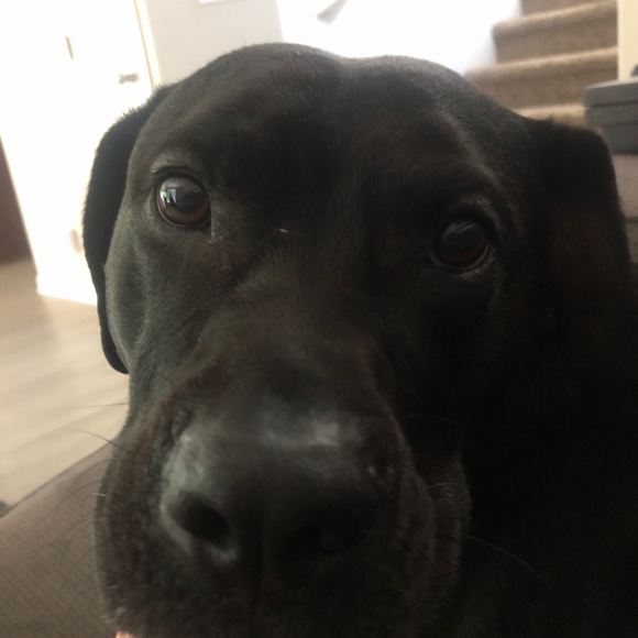 Profile Picture of Dillon Lysandrou (@dlodoe) on Poshmark