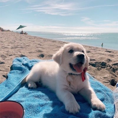 Profile Picture of Oscar Leonel Trigueros (@LeonelTrigueros) on Twitter